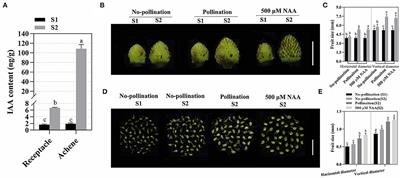 Auxin Coordinates Achene and Receptacle Development During Fruit Initiation in Fragaria vesca